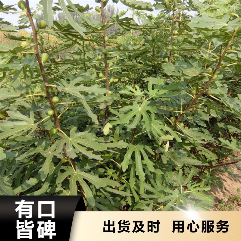 【无花果_葡萄苗厂诚信经营】