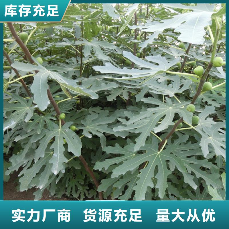 大青皮无花果苗新奇品种