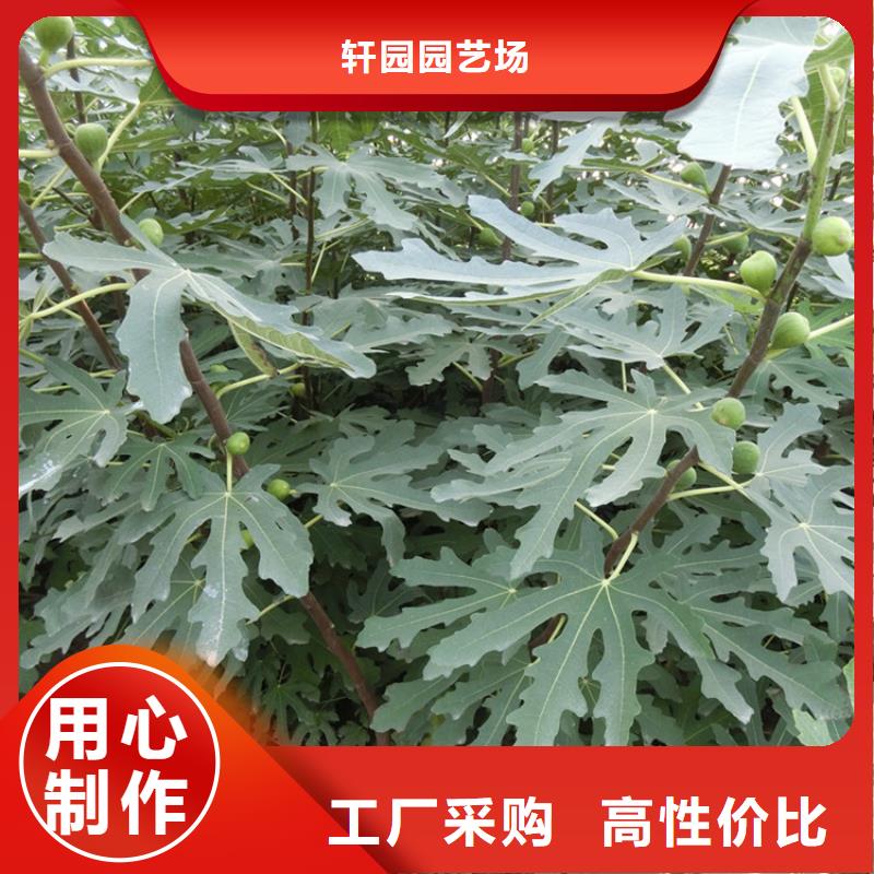 无花果树苗价格