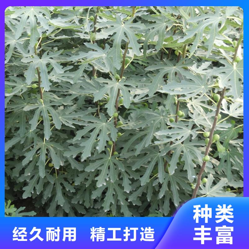 无花果树苗价格