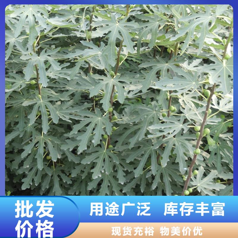 【无花果_葡萄苗厂诚信经营】