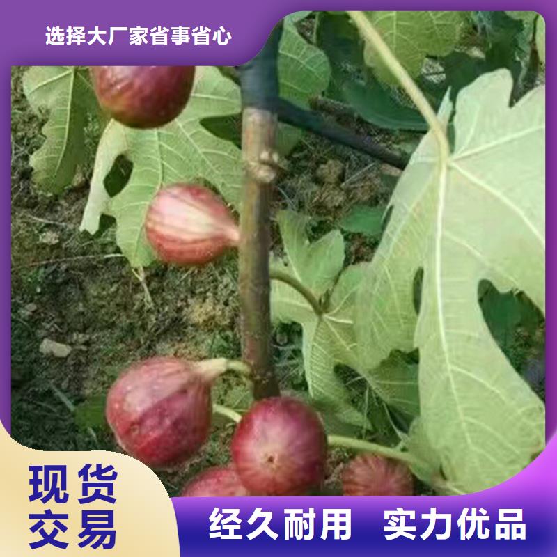 【无花果_葡萄苗厂诚信经营】