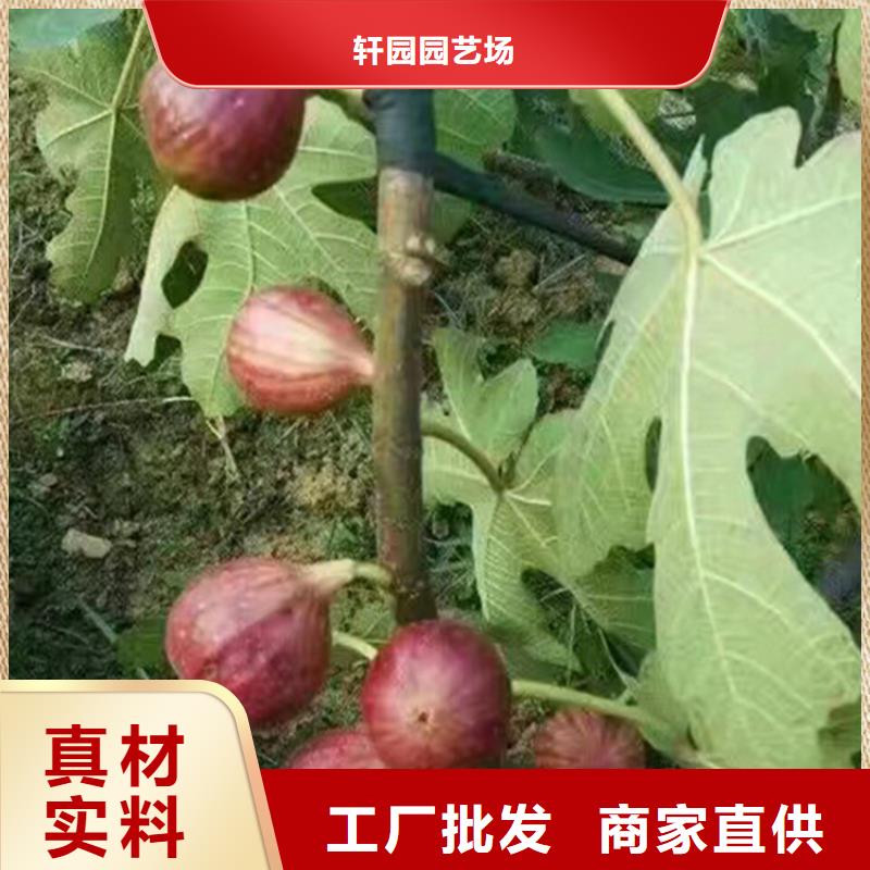 无花果树苗价格