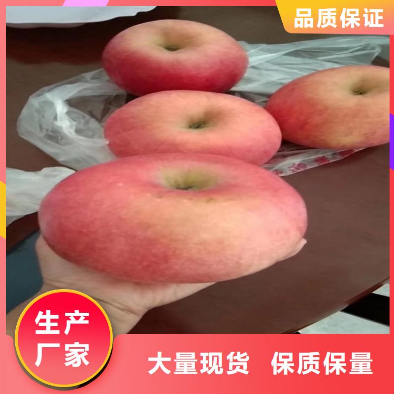 苹果苗根系发达