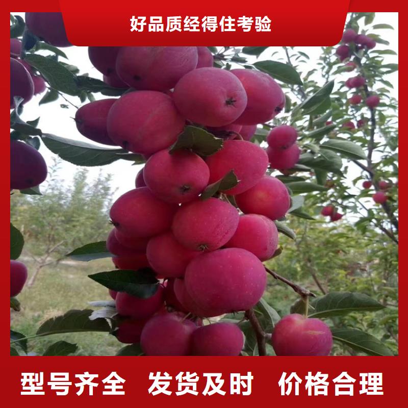 晚熟苹果苗根系发达
