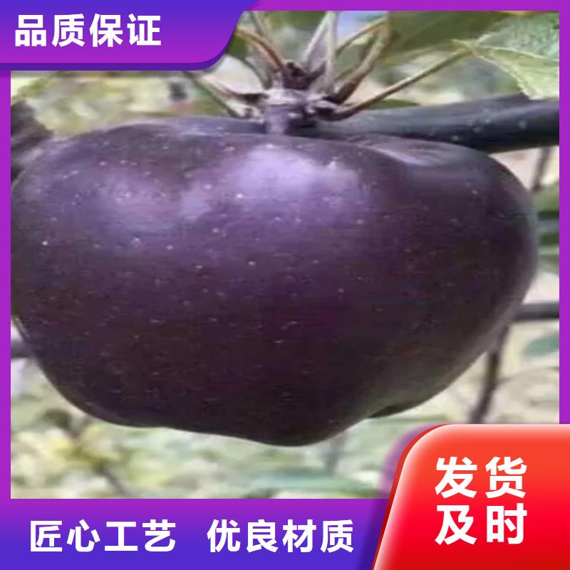 苹果苗根系发达