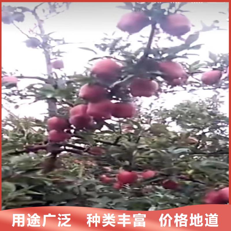 苹果苹果苗严格把控每一处细节