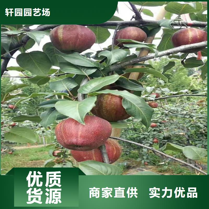 苹果苗根系发达