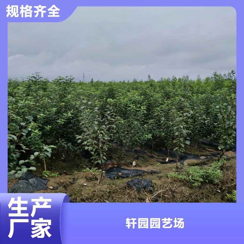 苹果苗根系发达