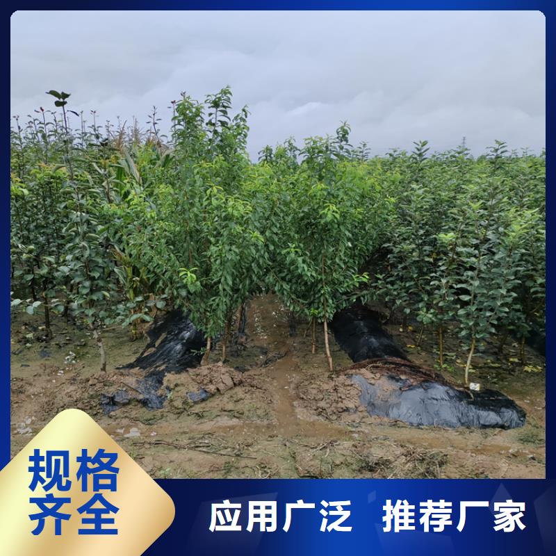 苹果苹果苗严格把控每一处细节