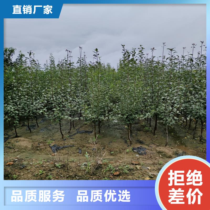 苹果苗新奇品种