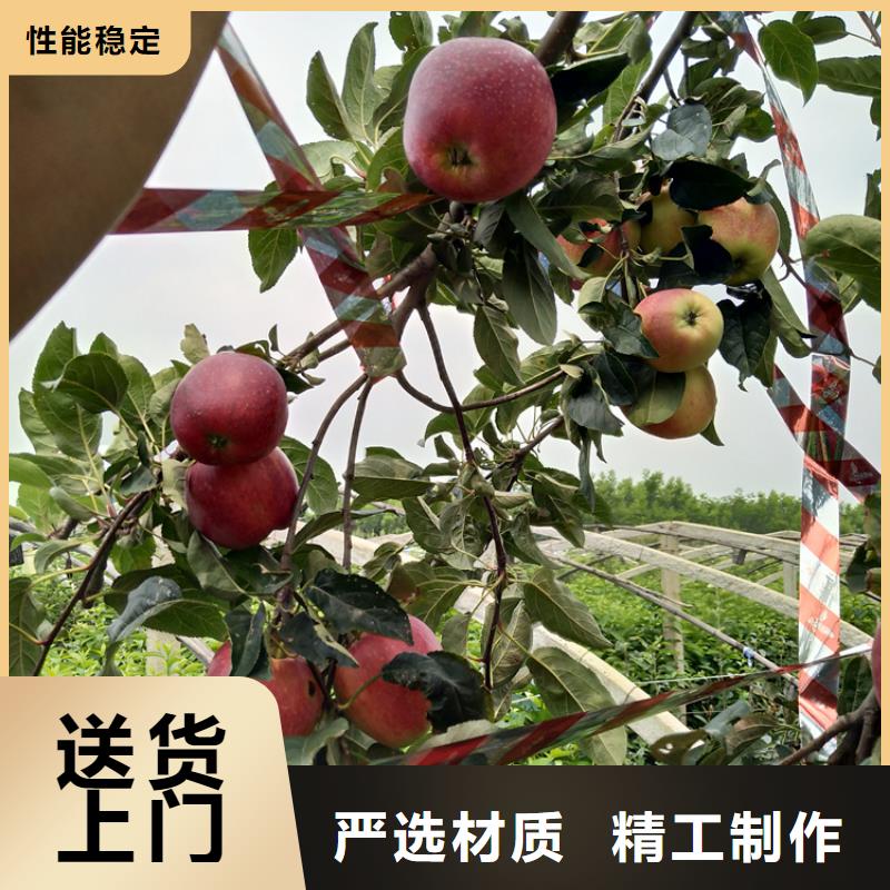 苹果苹果苗严格把控每一处细节