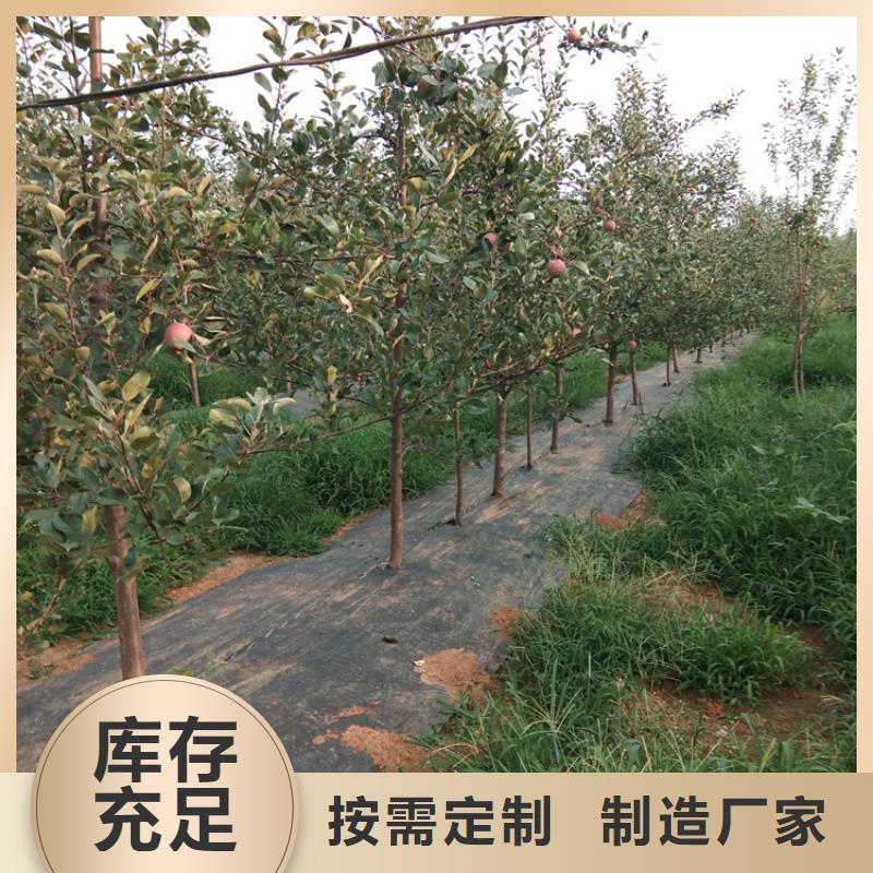 苹果苹果苗严格把控每一处细节