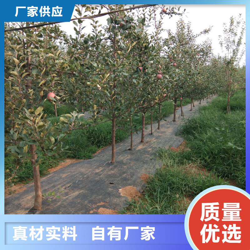 晚熟苹果苗根系发达