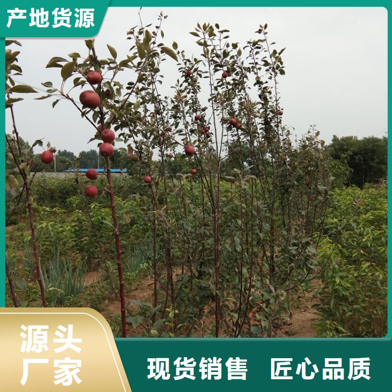 【苹果】樱桃苗厂家拥有先进的设备