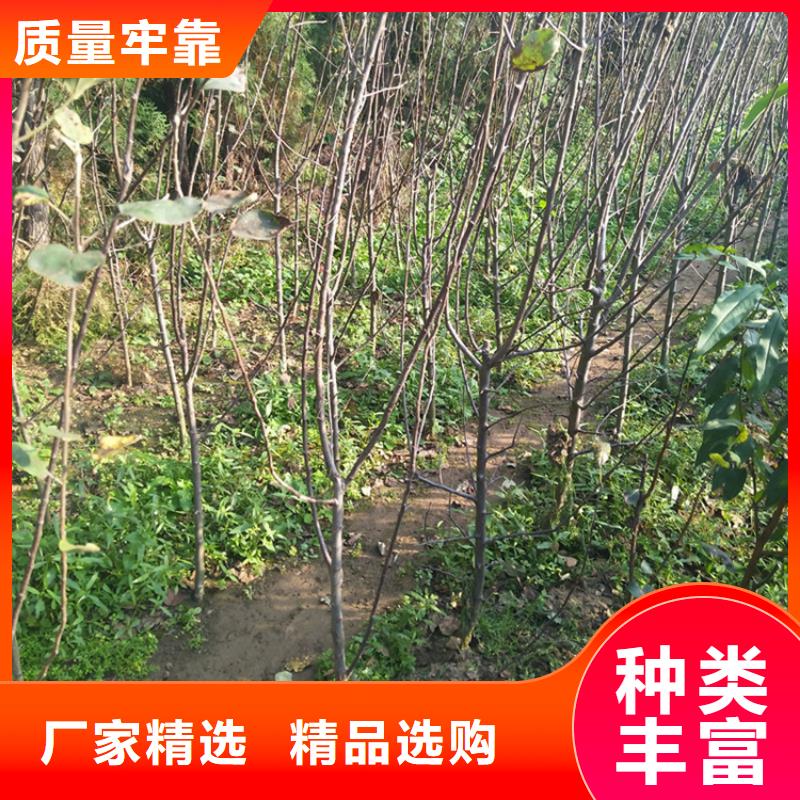 苹果苗新奇品种