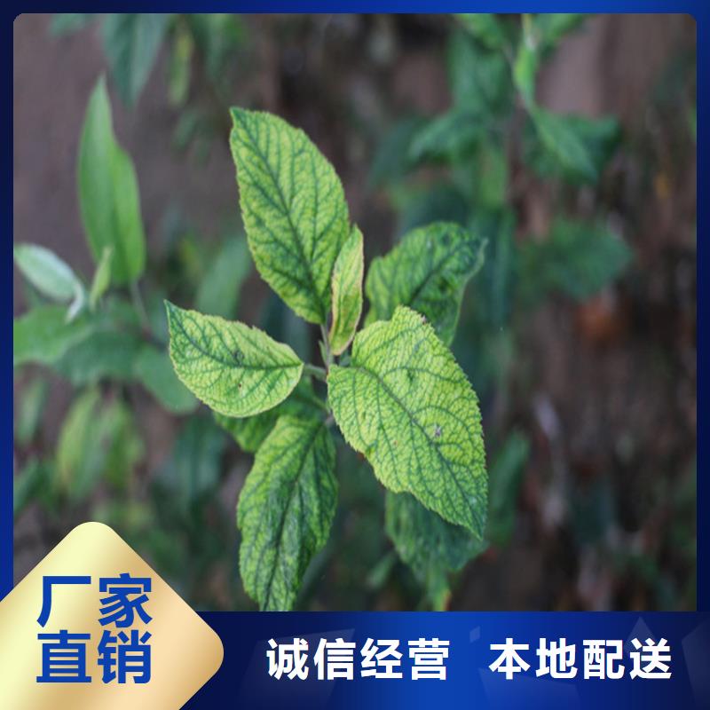 苹果苗根系发达