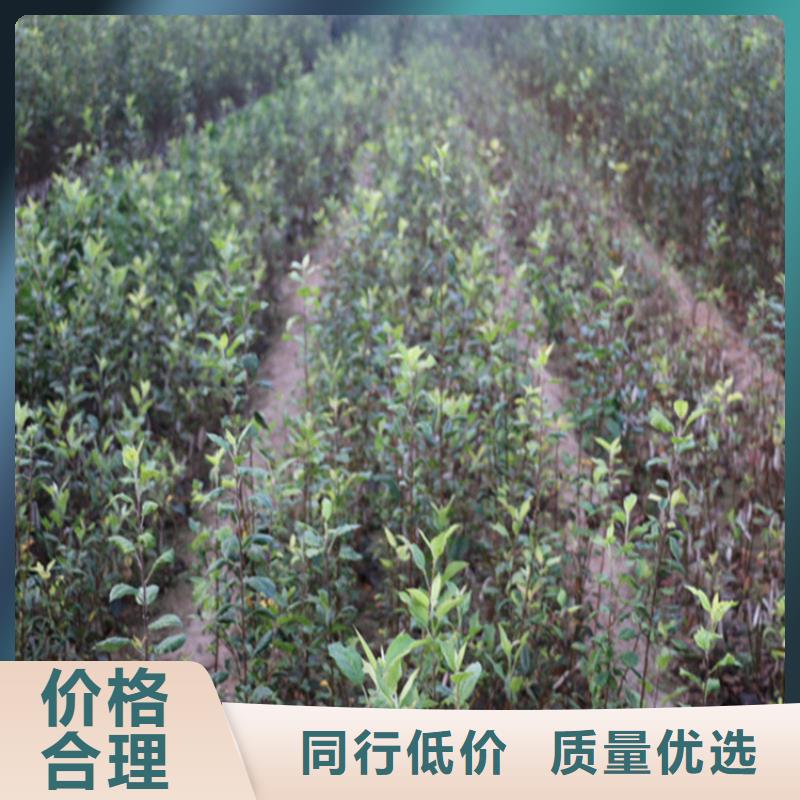 苹果苗新奇品种