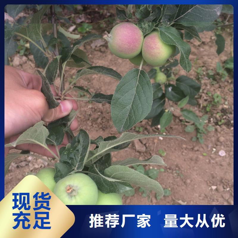 晚熟苹果苗根系发达