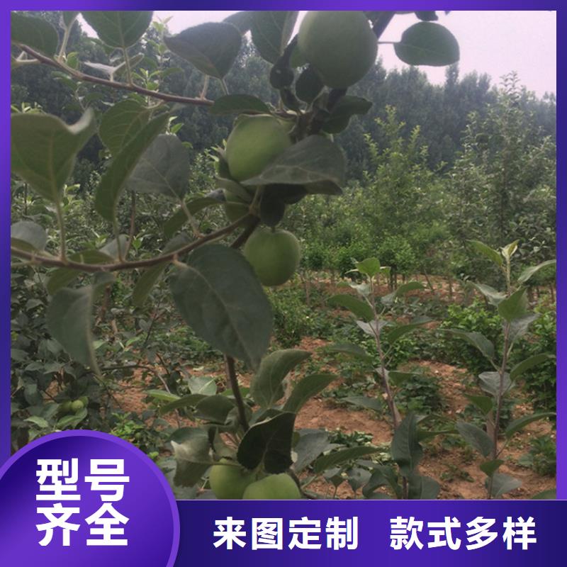 苹果苗新奇品种