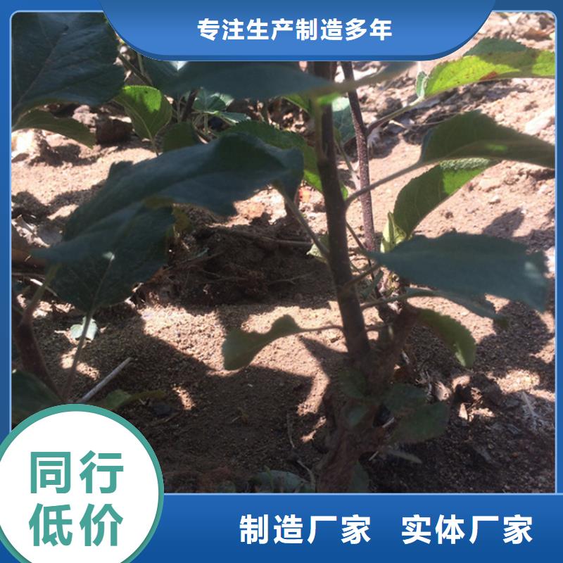 苹果苗新奇品种