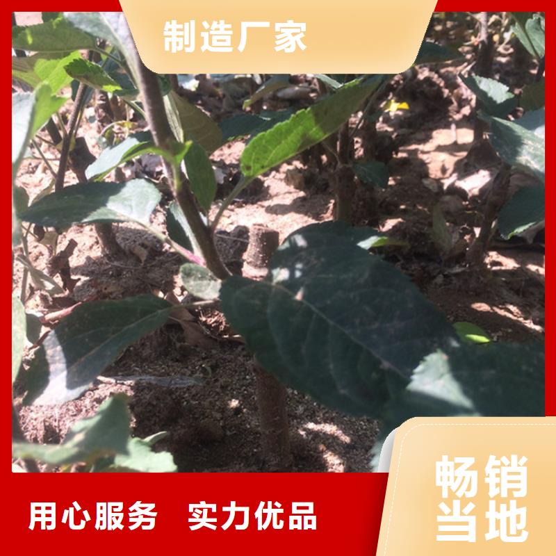 晚熟苹果苗根系发达