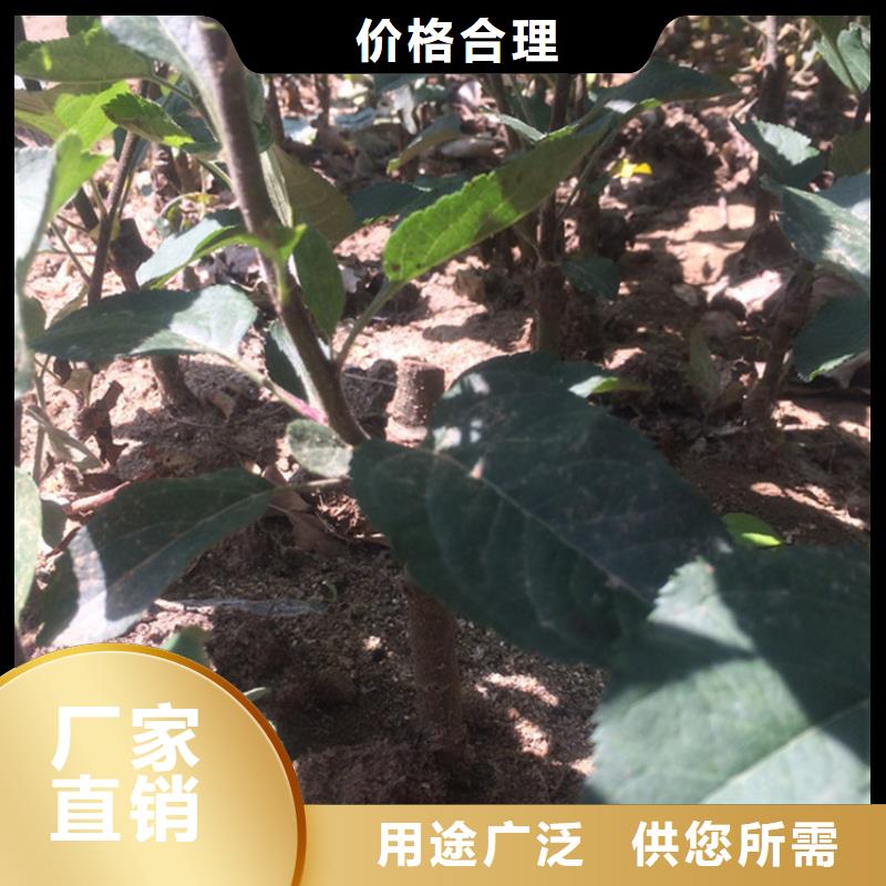 苹果苗新奇品种