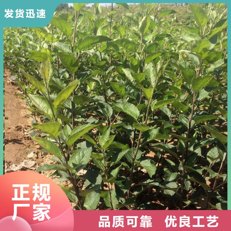 苹果苗新奇品种