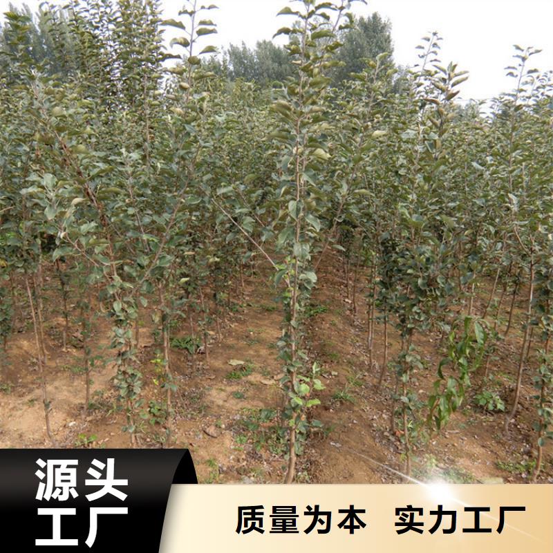 苹果苗新奇品种