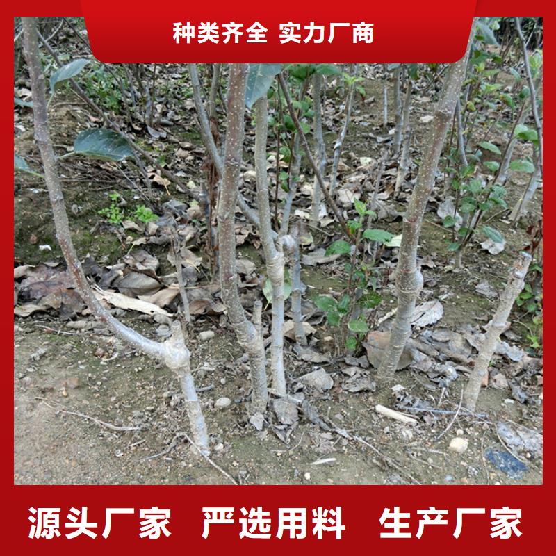 苹果苹果苗严格把控每一处细节