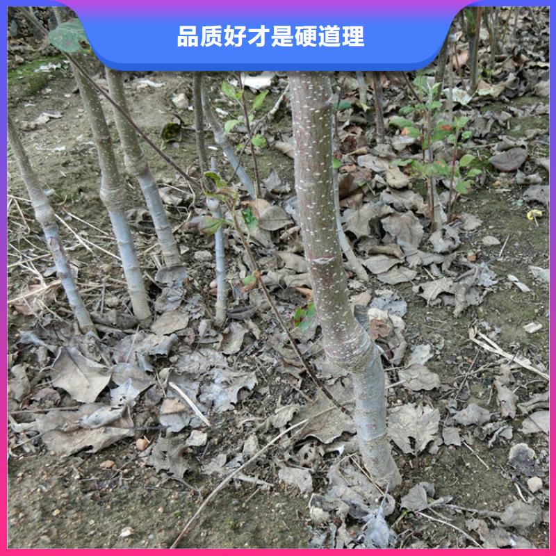 苹果苹果苗严格把控每一处细节