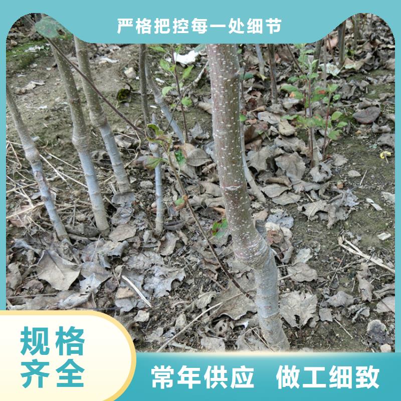 苹果苗新奇品种