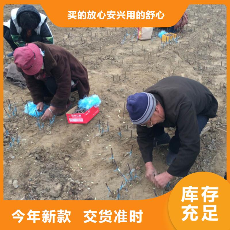 苹果苹果苗严格把控每一处细节