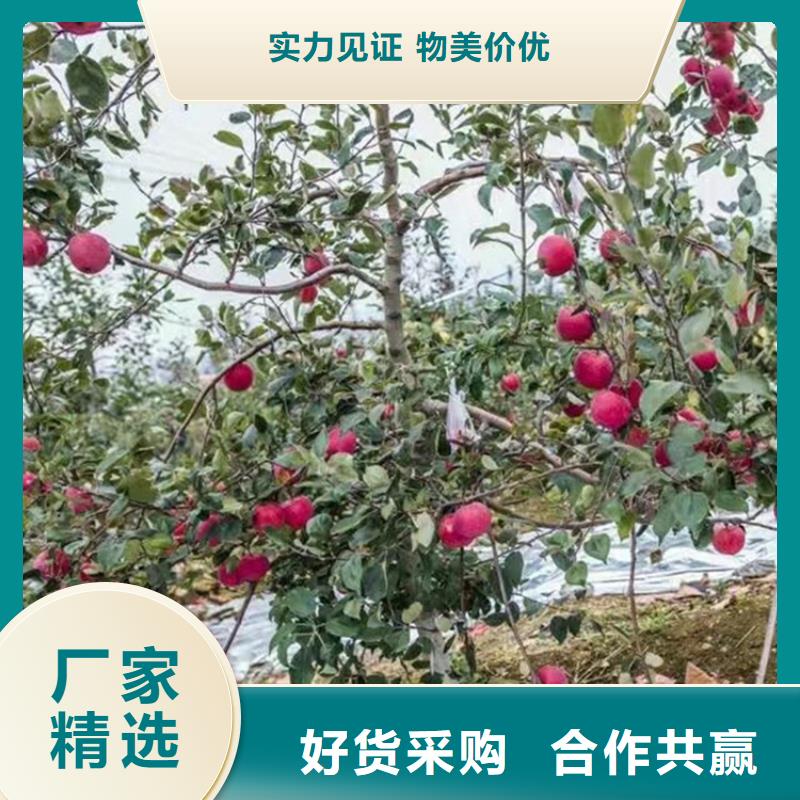 苹果苹果苗严格把控每一处细节