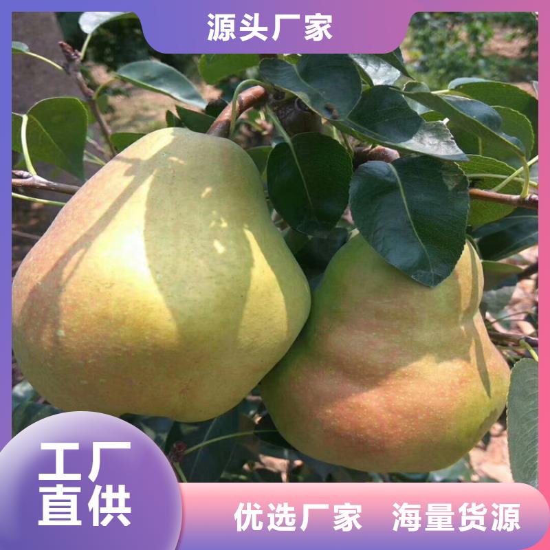 梨树苗种植管理技术