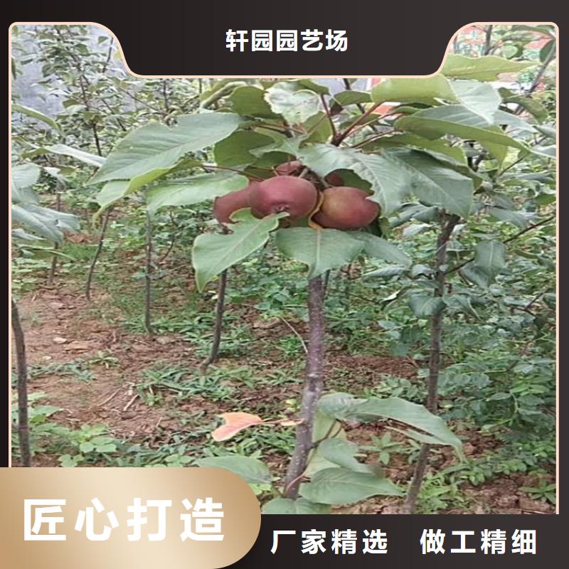 彩虹梨树苗规格