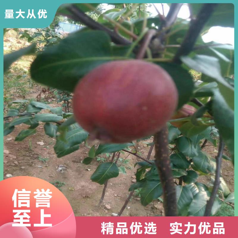 红梨树苗根系发达