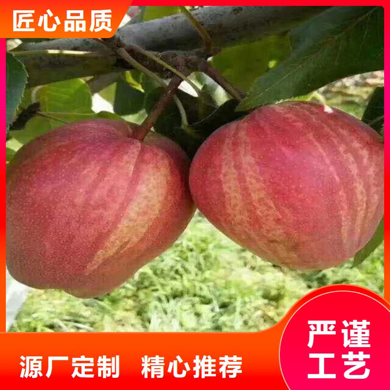 秋月梨树苗根系发达