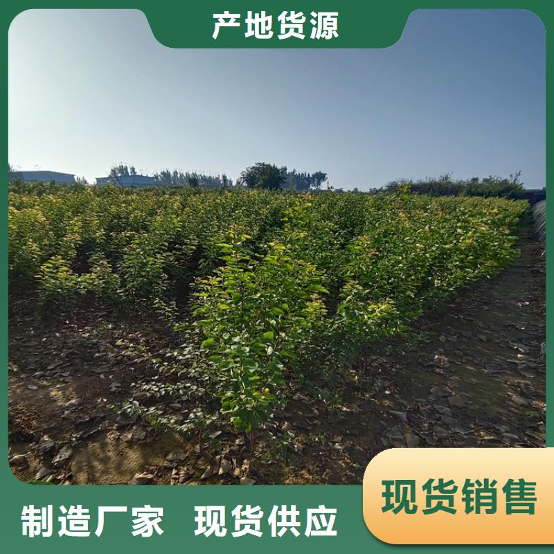 梨树苗种植管理技术