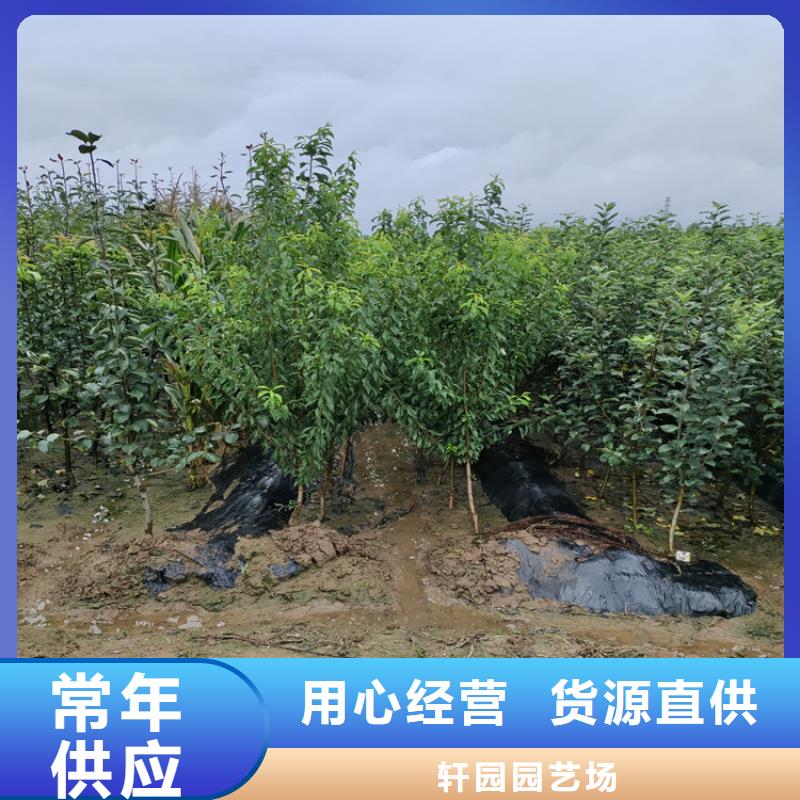 梨树-3公分石榴苗严选用料