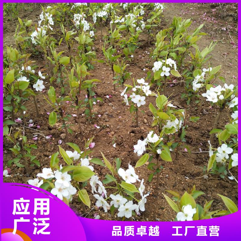 梨树蓝莓苗客户好评