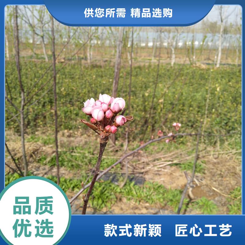 红梨树苗根系发达