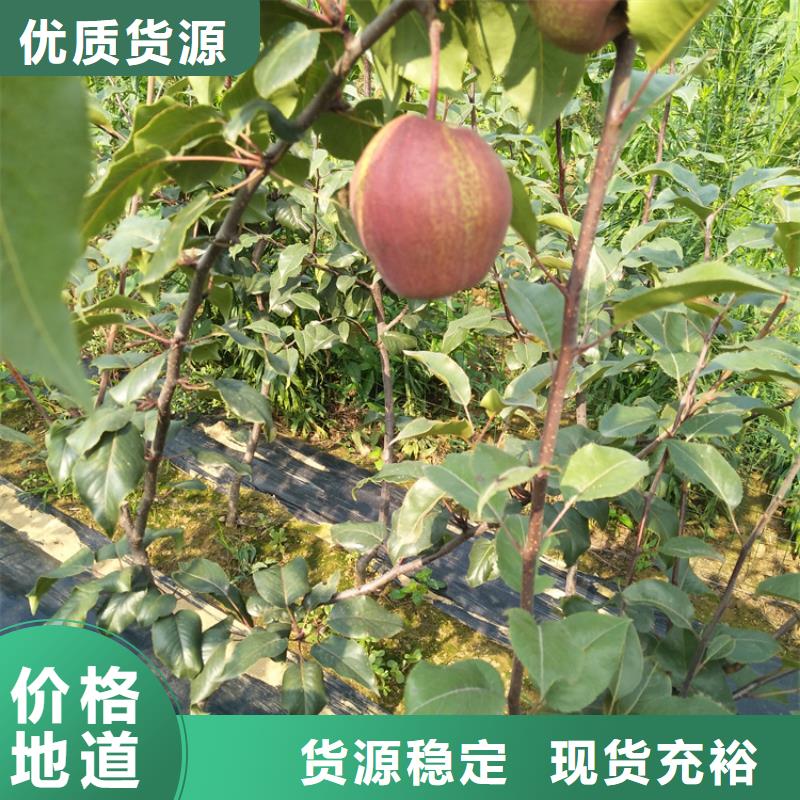 红梨树苗根系发达
