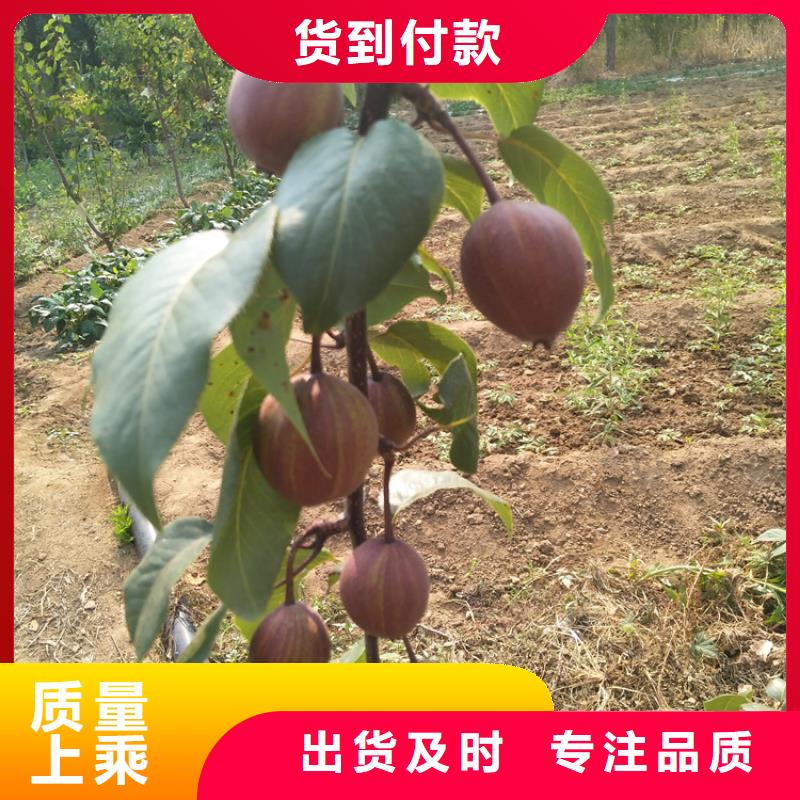 新品种梨树苗大棚种植/轩园园艺场