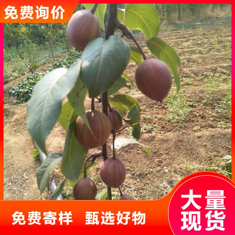 彩虹梨树苗规格