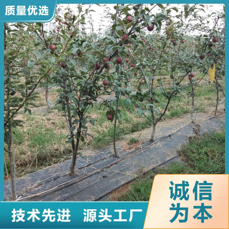 秋月梨树苗根系发达