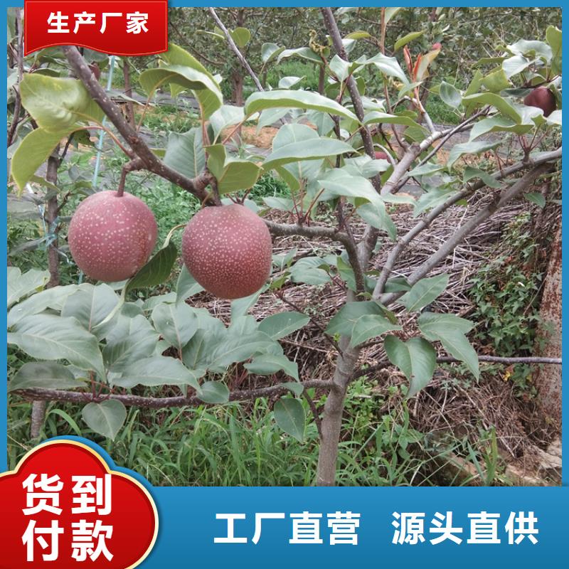 梨树苗种植管理技术