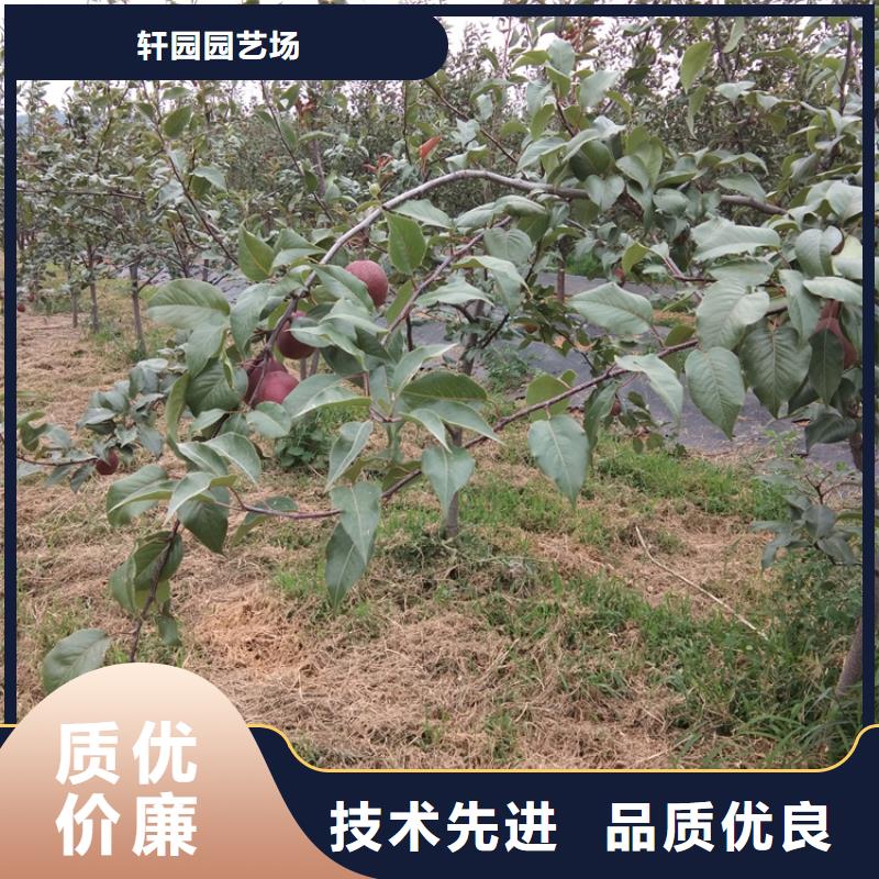 秋月梨树苗根系发达
