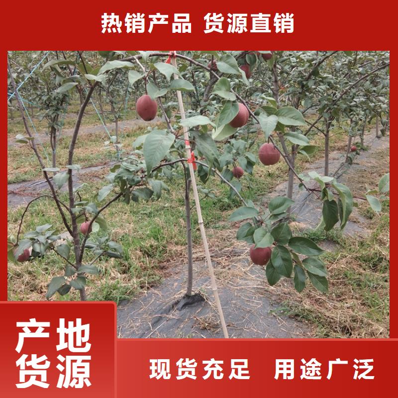 梨树蓝莓苗客户好评