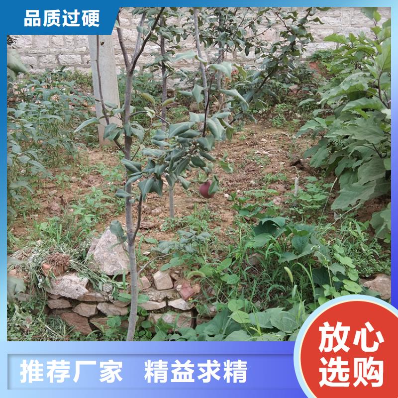 秋月梨树苗根系发达